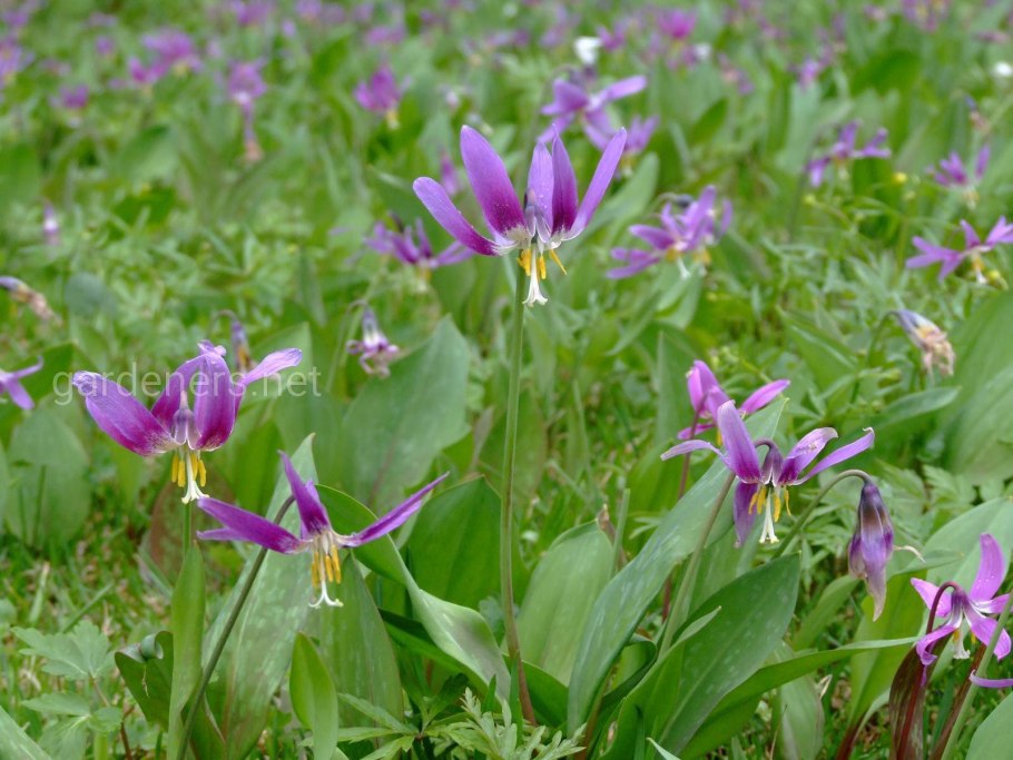 Кандык Сибирский Алтайский заповедник