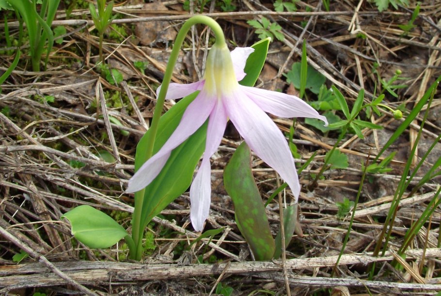 Кандык Европейский