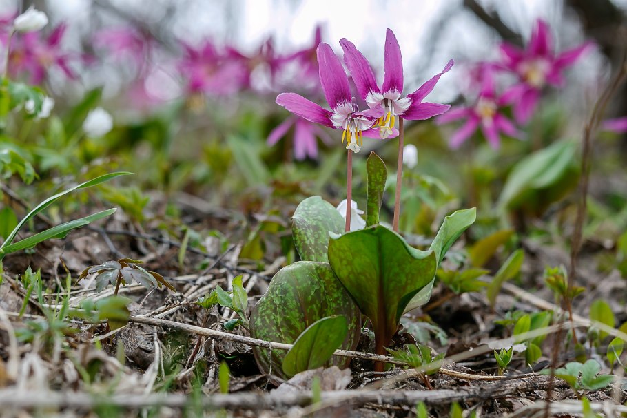 Кандык Сибирский ( Erythronium sibiricum).
