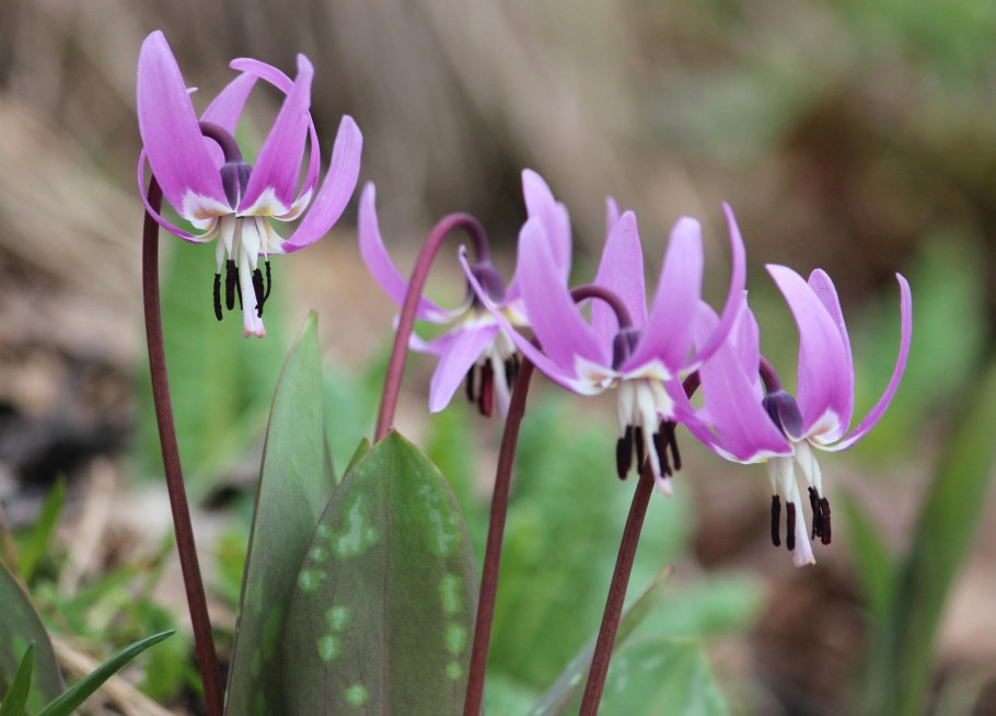 Кандык (Erythronium)
