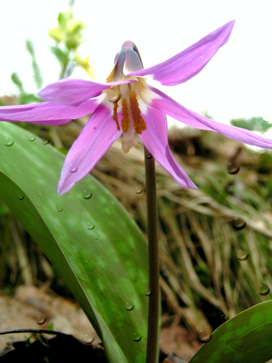 Кандык сиреневое чудо