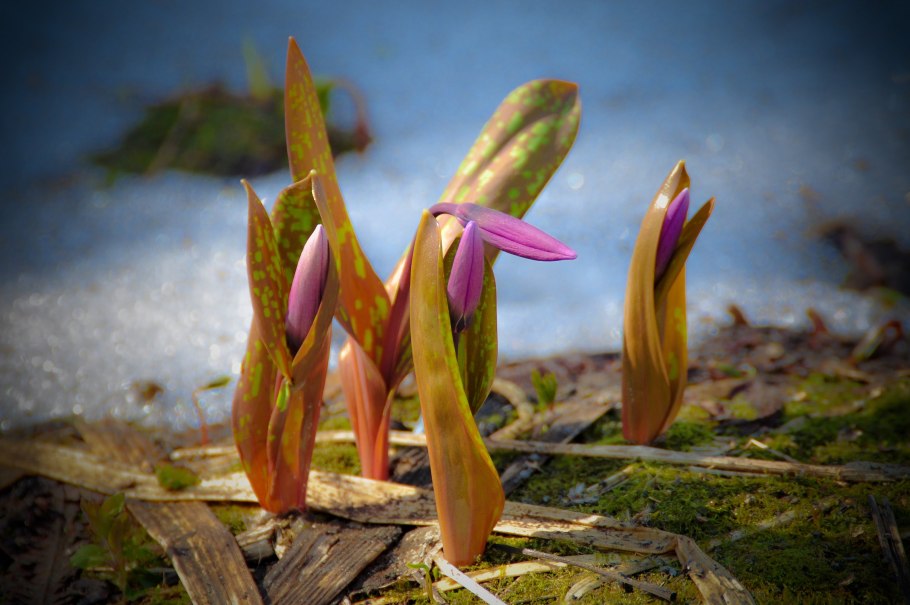 Первоцветы Оренбургской области