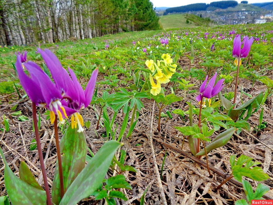 Кандык эритрониум Сибирский