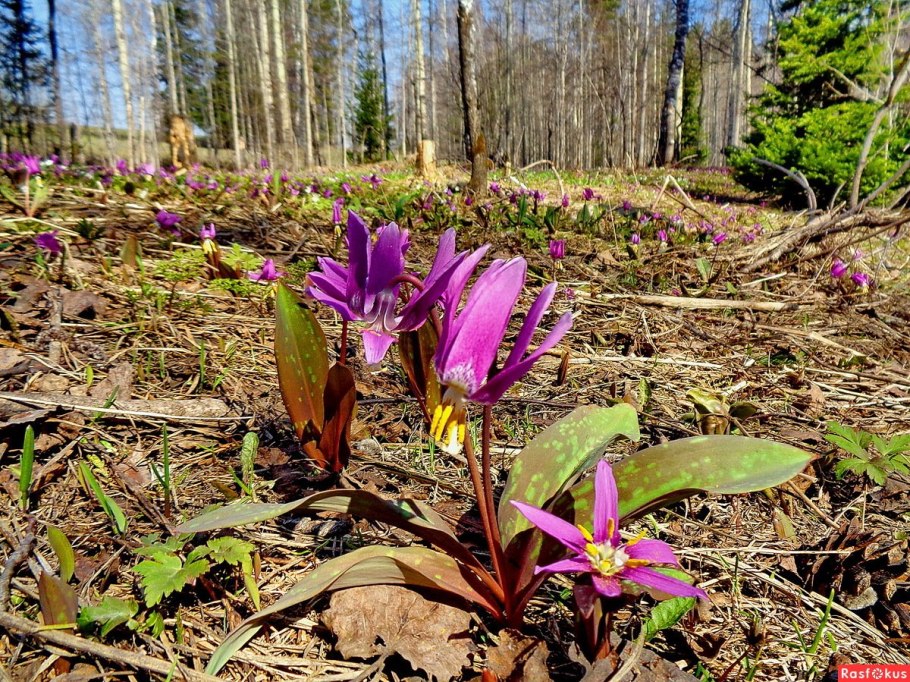 Кандык эритрониум Сибирский