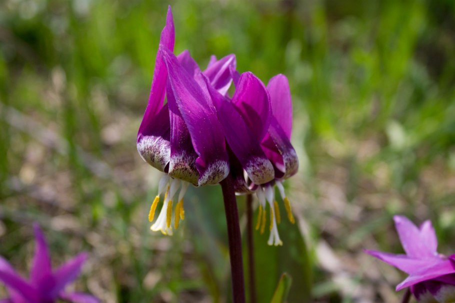 Кандык Сибирский ( Erythronium sibiricum).
