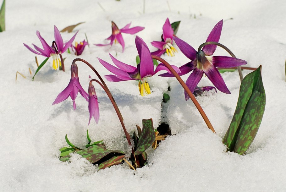 Цветок Кандык Сибирский