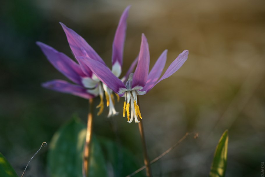 Кандык (Erythronium)