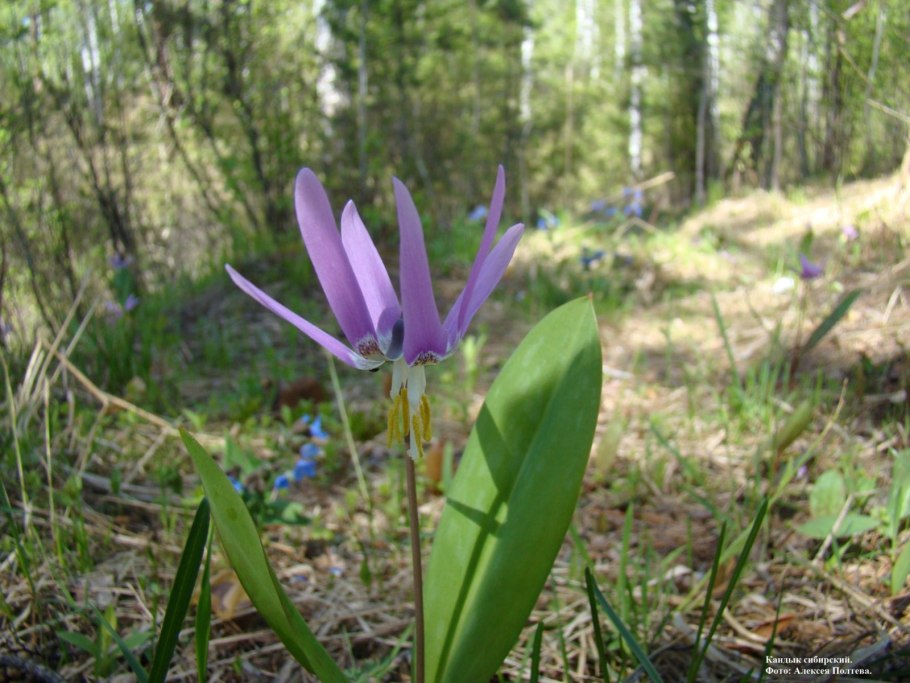 Алтайский цветок (Кандык)