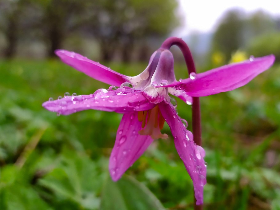 Эритрониум Кандык