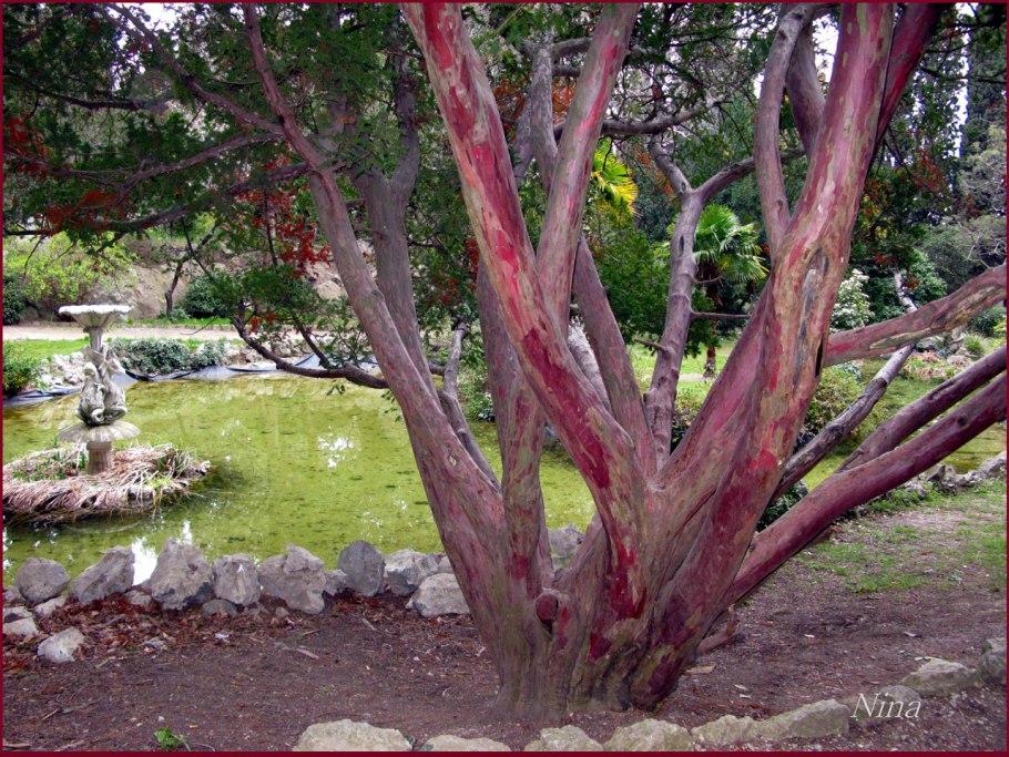 Земляничное дерево менциса