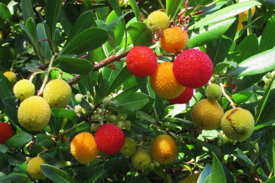 Клубничное дерево цветение