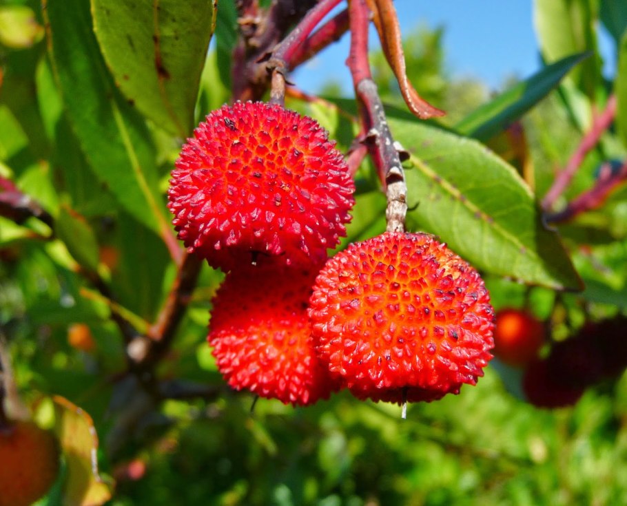 Арбутус, Земляничное дерево (Arbutus