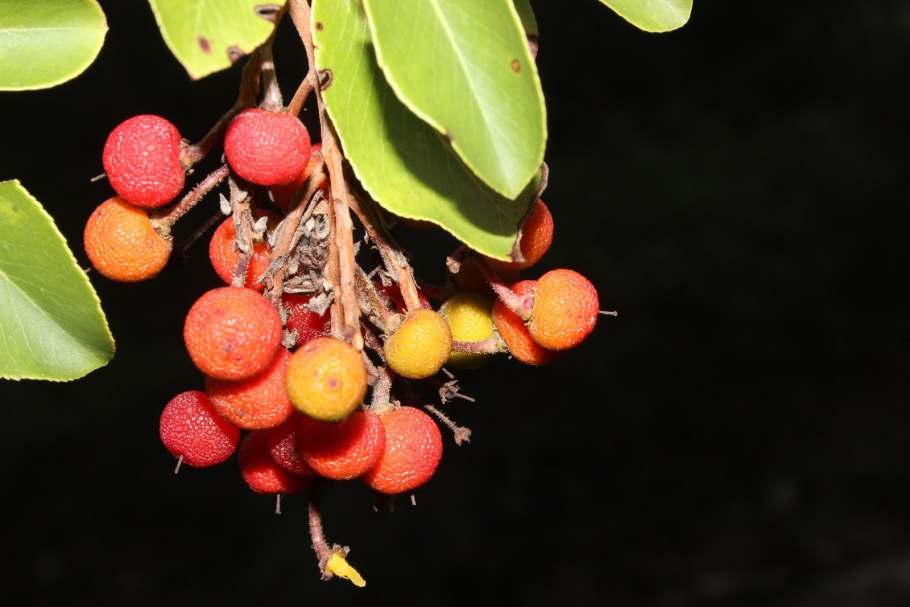 Arbutus andrachne