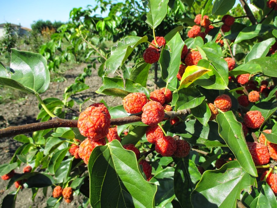 Земляничное дерево (Arbutus)