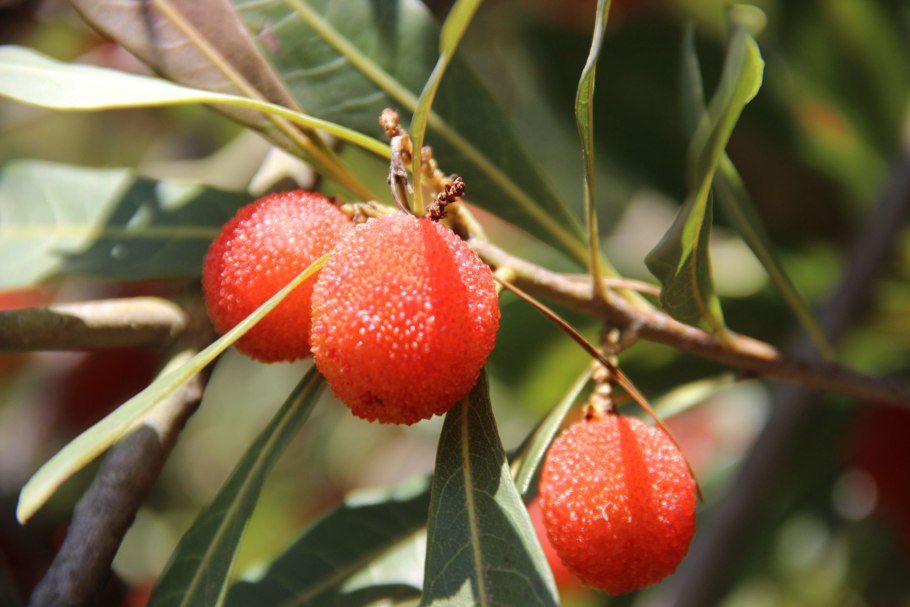 Кап земляничного дерева