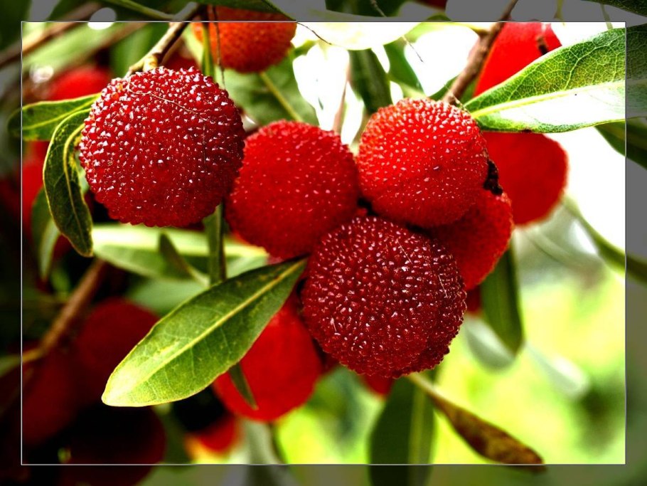 Arbutus unedo (Арбутус, Земляничное дерево)