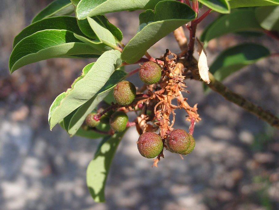 Арбутус Рубра