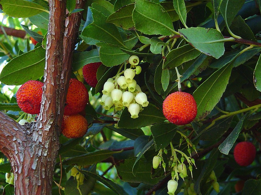 Земляничное дерево (Арбутус) (Arbutus unedo (Strawberry Tree) )