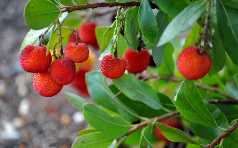 Арбутус, Земляничное дерево (Arbutus