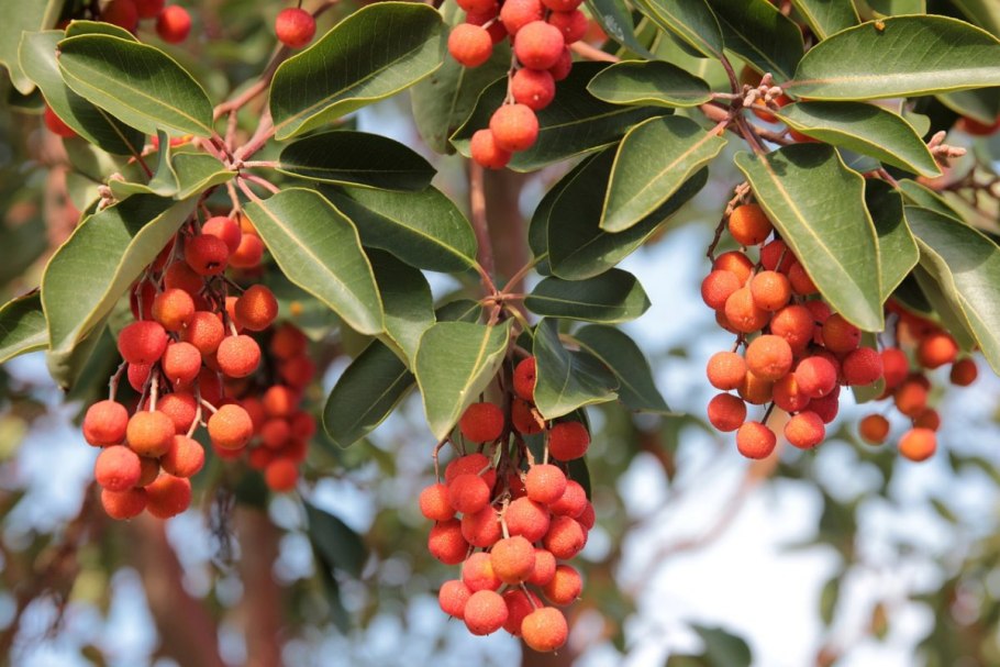 Арбутус Земляничное дерево