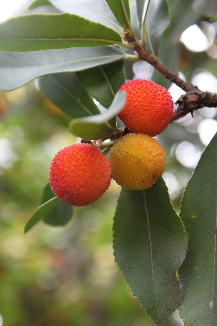 Земляничник — Земляничное дерево
