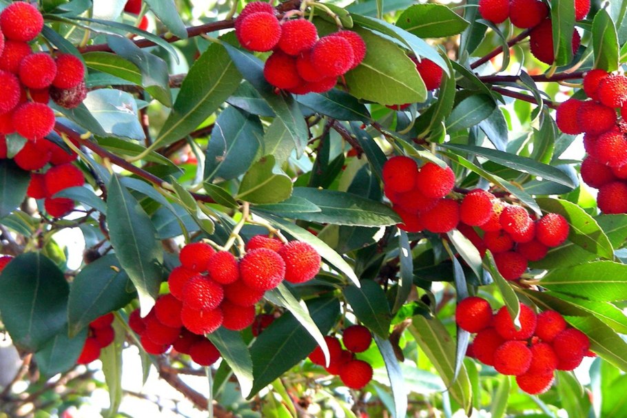 Arbutus unedo