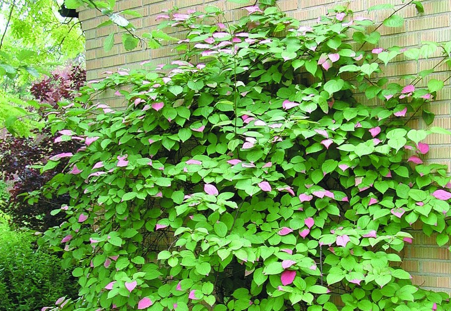 Actinidia kolomikta (актинидия)