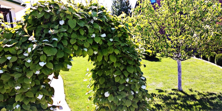 Актинидия коломикта