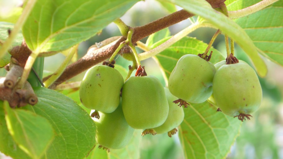 Актинидия коломикта Лиана