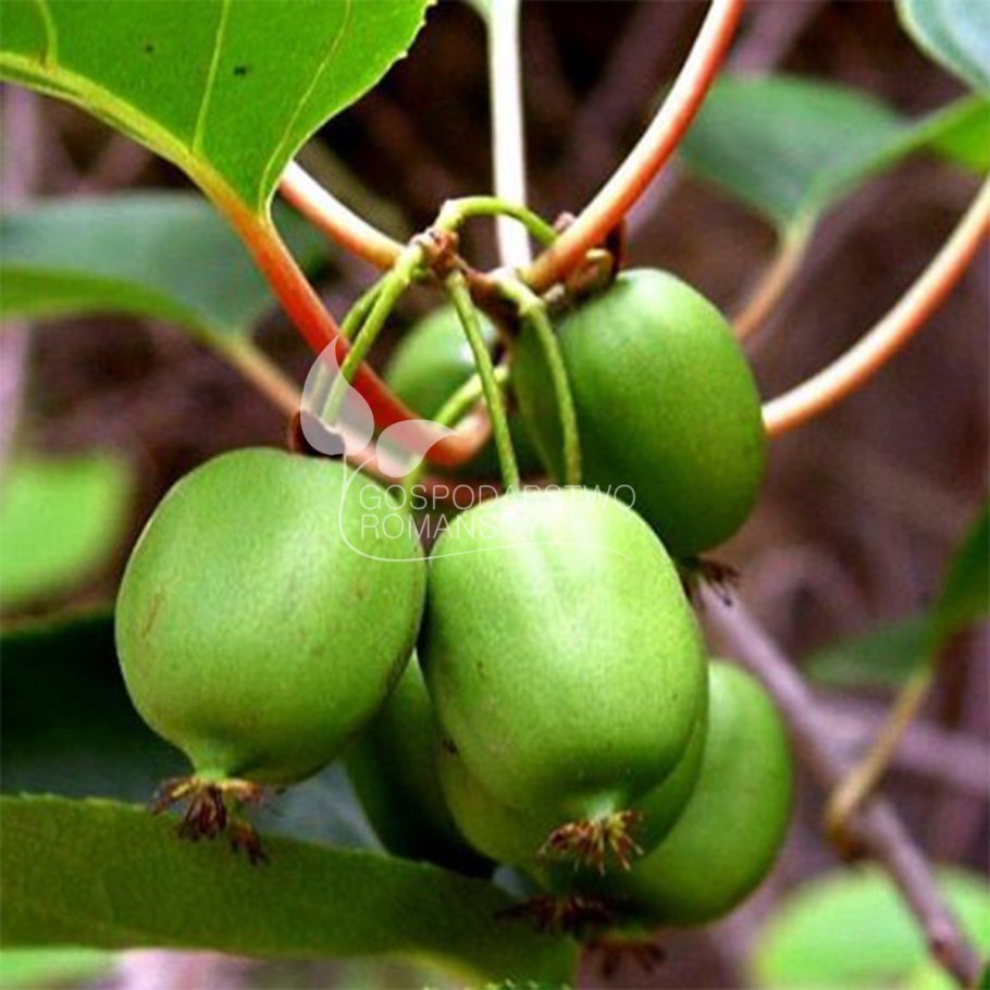 Актинидия аргута Киевская крупноплодная