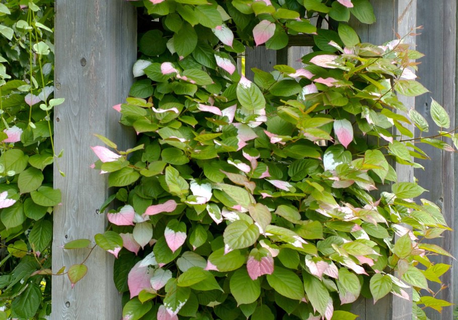 Актинидия аргута цветение