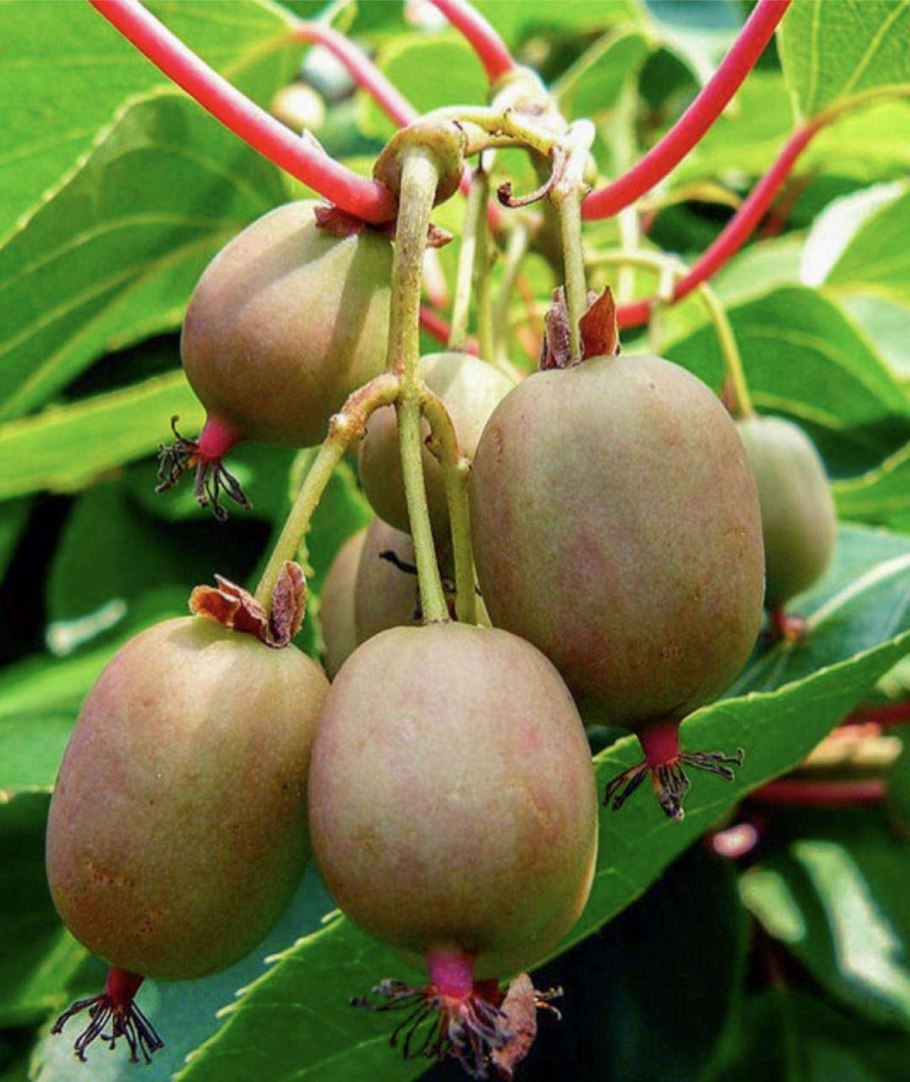 Актинидия коломикта Лиана