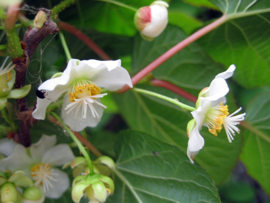 Актинидия коломикта Лиана