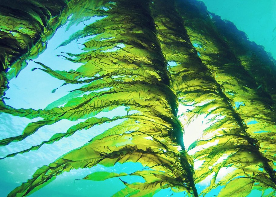 Водоросли каулерпа Тихого океана