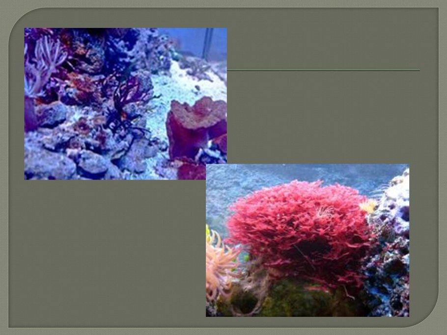 Маршанция таллом ризоиды