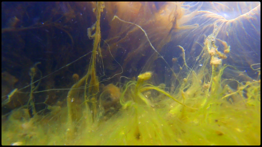 Подцарство водоросли отделы водорослей