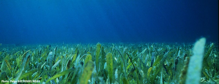 Дальневосточный морской макроводоросли