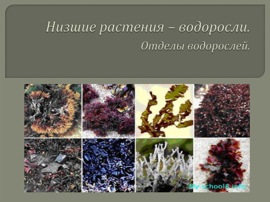 Царство растения Подцарство высшие растения