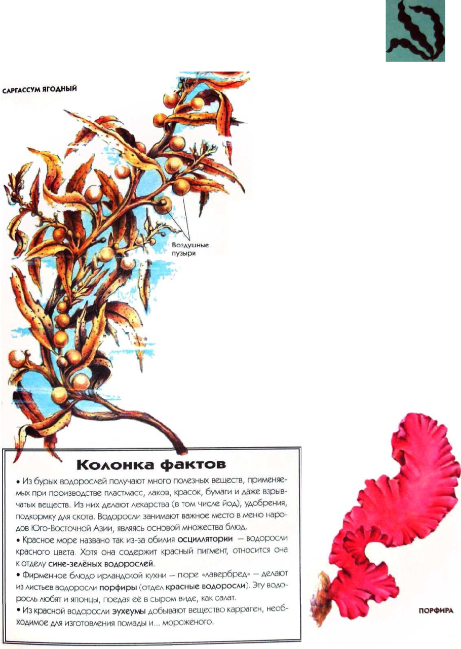 Водоросли с названием для детей