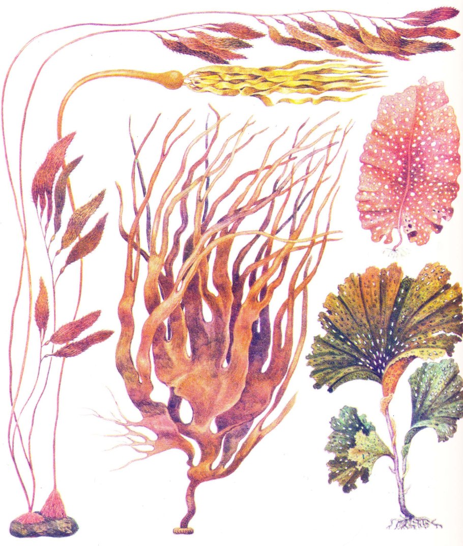 Водоросли с присосками фото