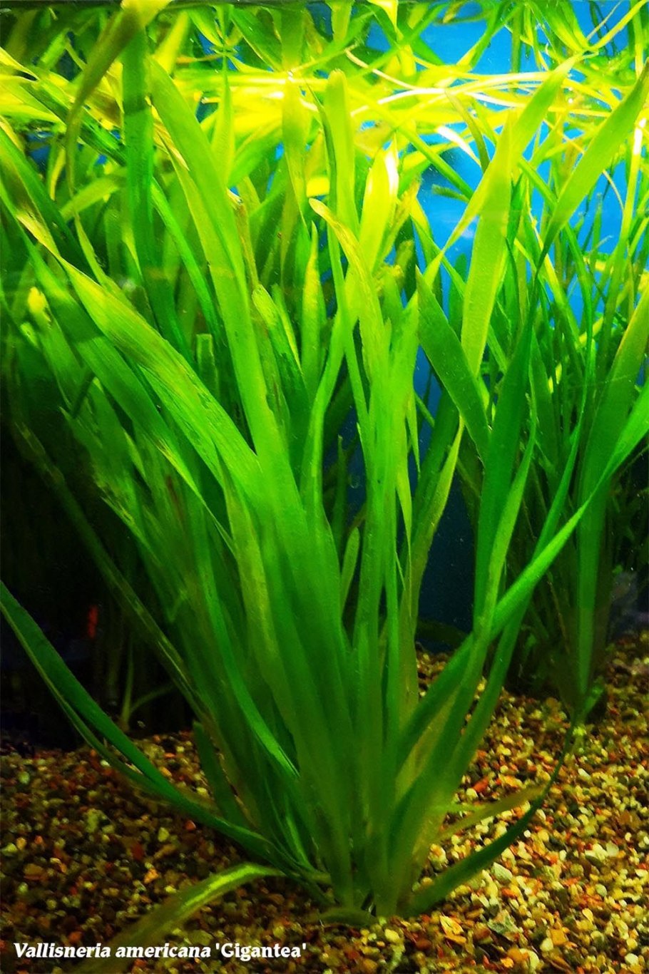 Элодея и Валлиснерия