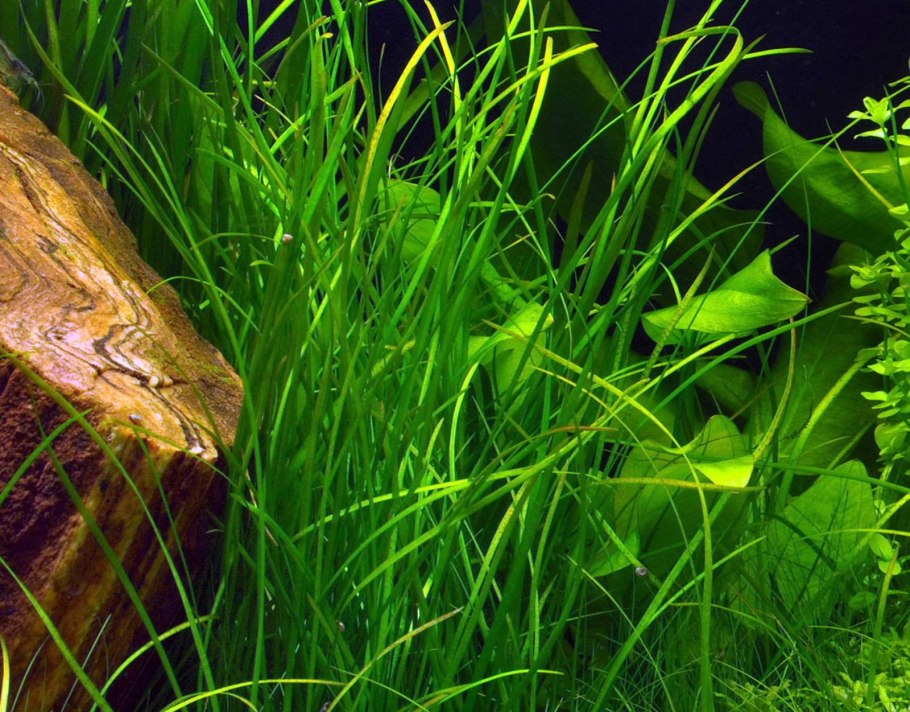 Валлиснерия спиральная аквариумное