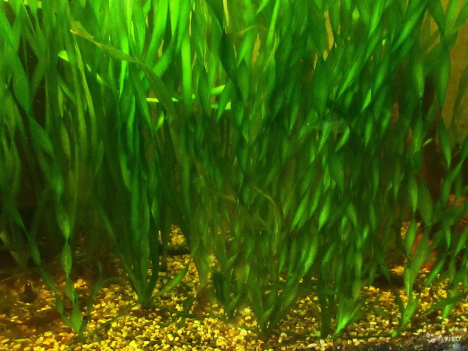 Валлиснерия крученолистная