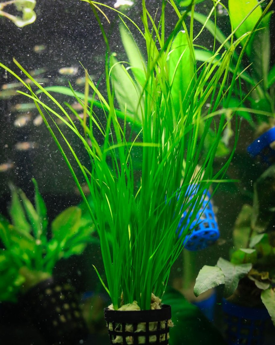 Валлиснерия гигантея