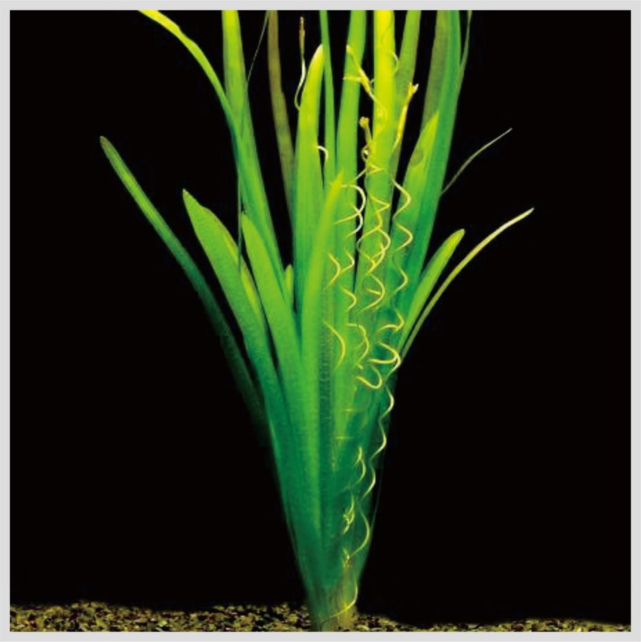 Валлиснерия натанс