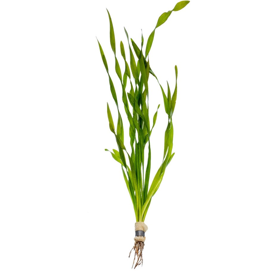 Валлиснерия Спиралис