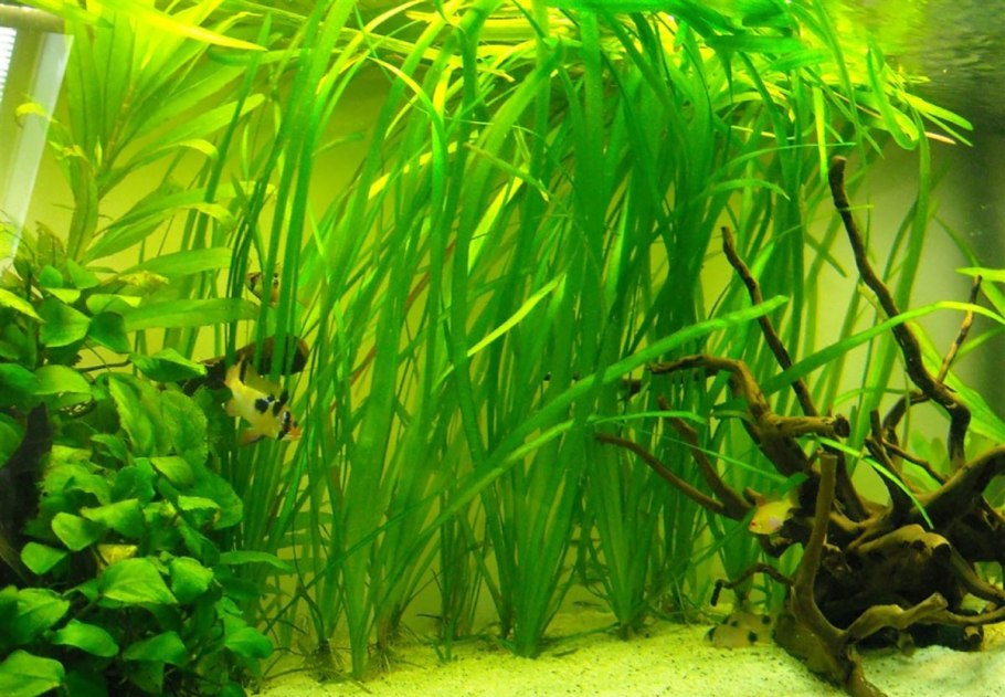 Валлиснерия спиральная тигровая