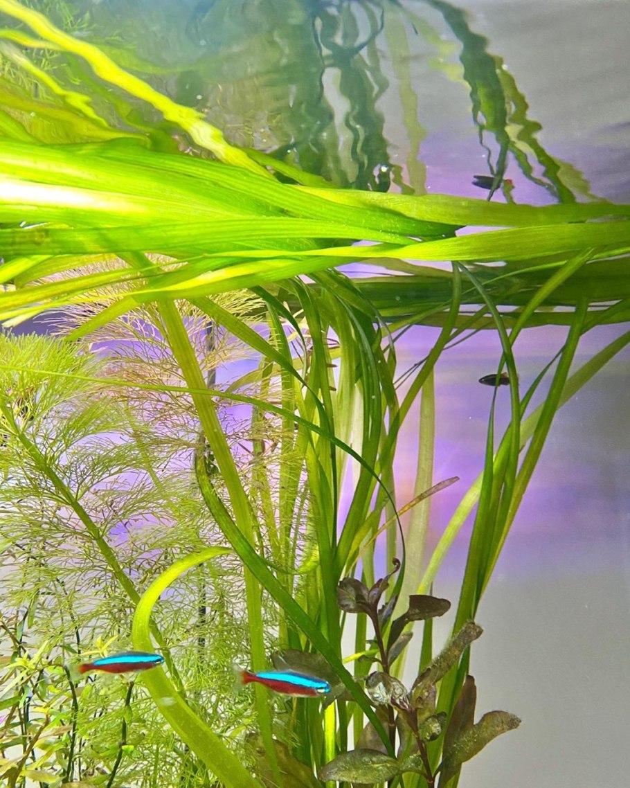 Валлиснерия крученолистная