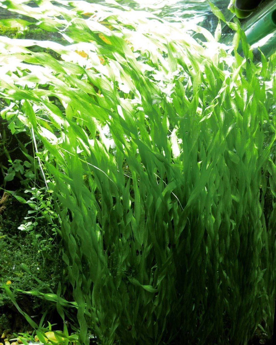 Валлиснерия натанс