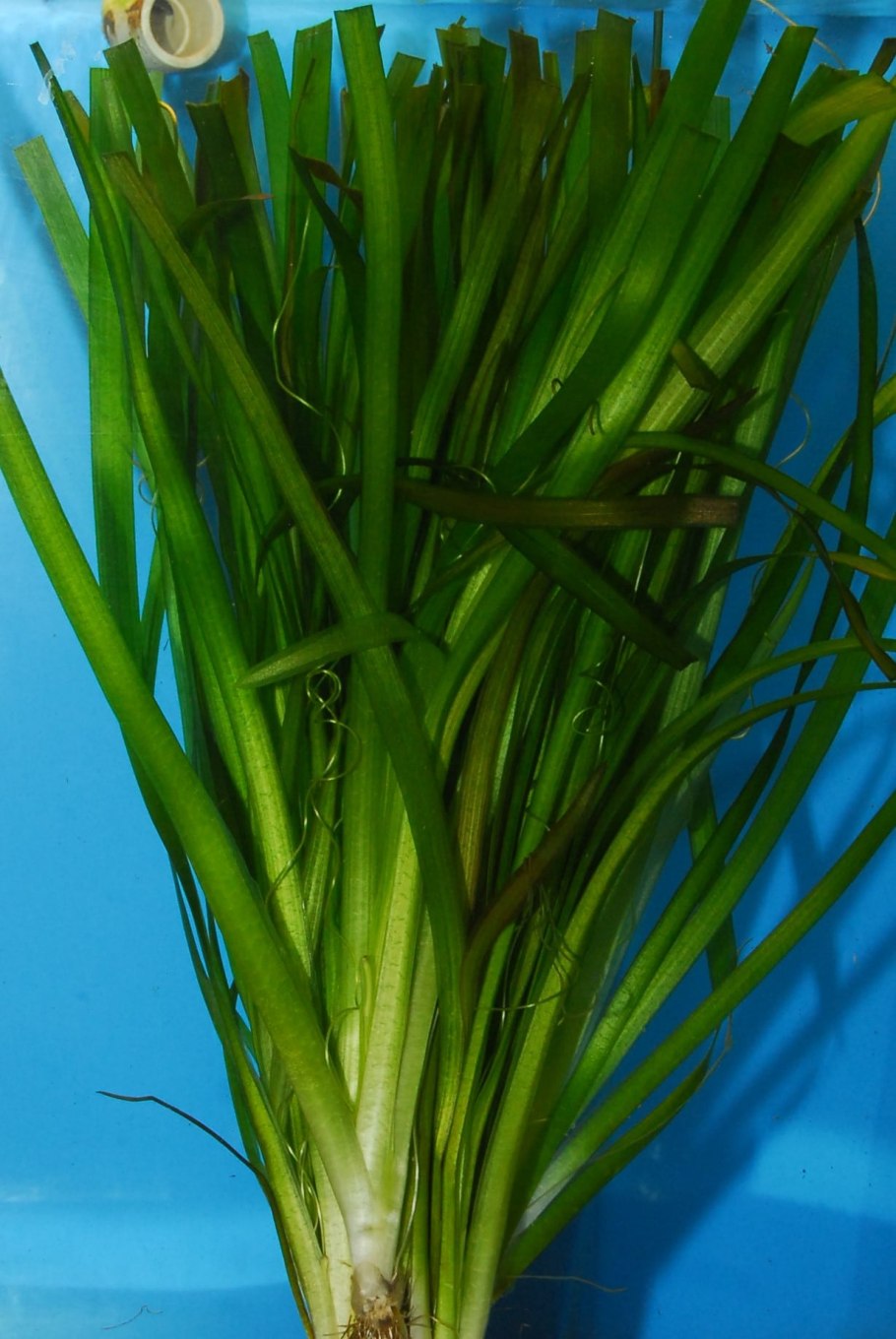 Валлиснерия спиральная гигантская